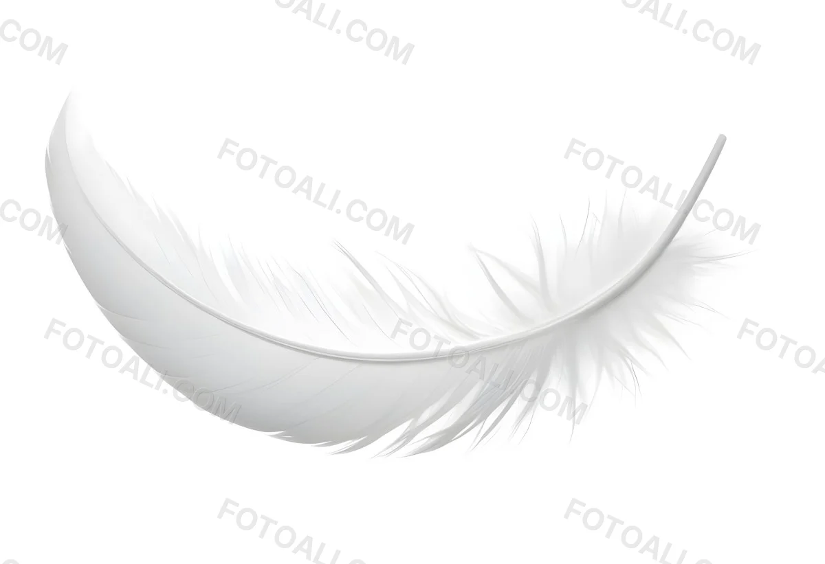 A White Feather With A Curved Shape Soft Texture And Delicate Barbs Floating In A Clean Bright White Background 20 4701