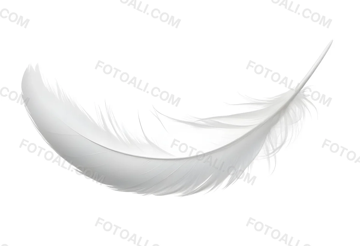 A White Feather With A Curved Shape Soft Texture And Delicate Barbs Floating In A Clean Bright White Background 24 2cae