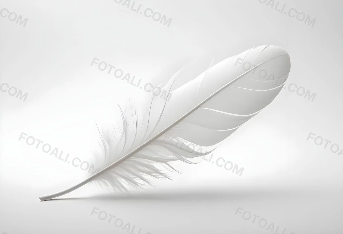A White Feather With A Curved Shape Soft Texture And Delicate Barbs Floating In A Clean Bright White Background 35 9178