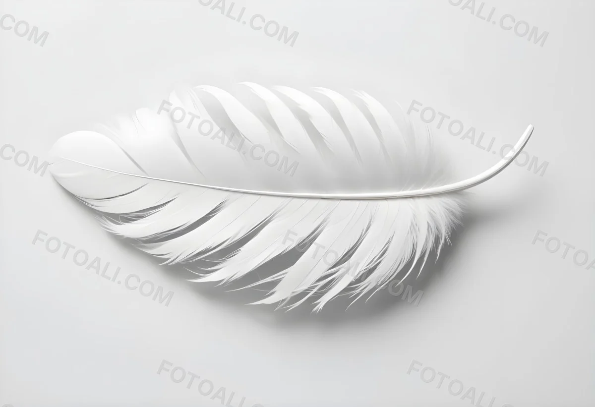 A White Feather With A Curved Shape Soft Texture And Delicate Barbs Floating In A Clean Bright White Background 39 790d