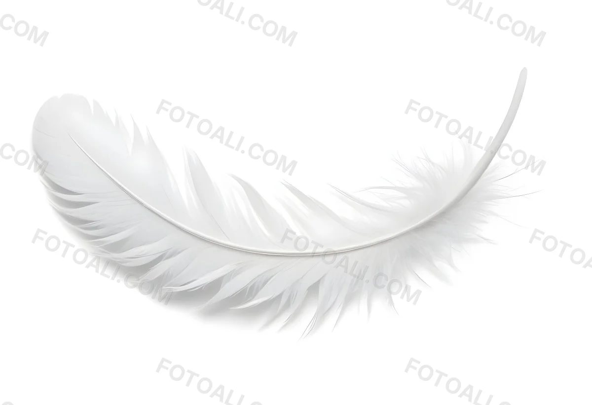 A White Feather With A Curved Shape Soft Texture And Delicate Barbs Floating In A Clean Bright White Background 44 Eafa