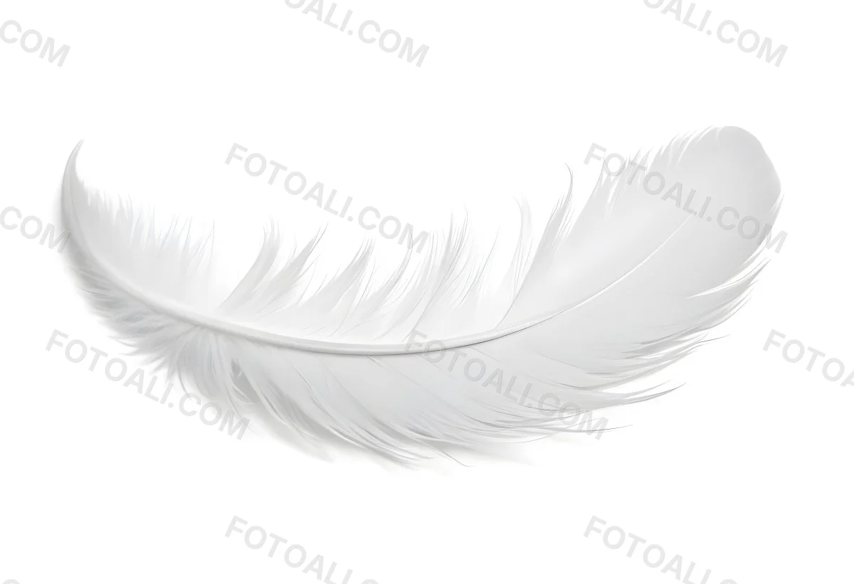 A White Feather With A Curved Shape Soft Texture And Delicate Barbs Floating In A Clean Bright White Background 45 7d77