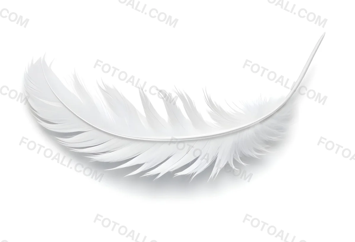 A White Feather With A Curved Shape Soft Texture And Delicate Barbs Floating In A Clean Bright White Background 47 4cc1
