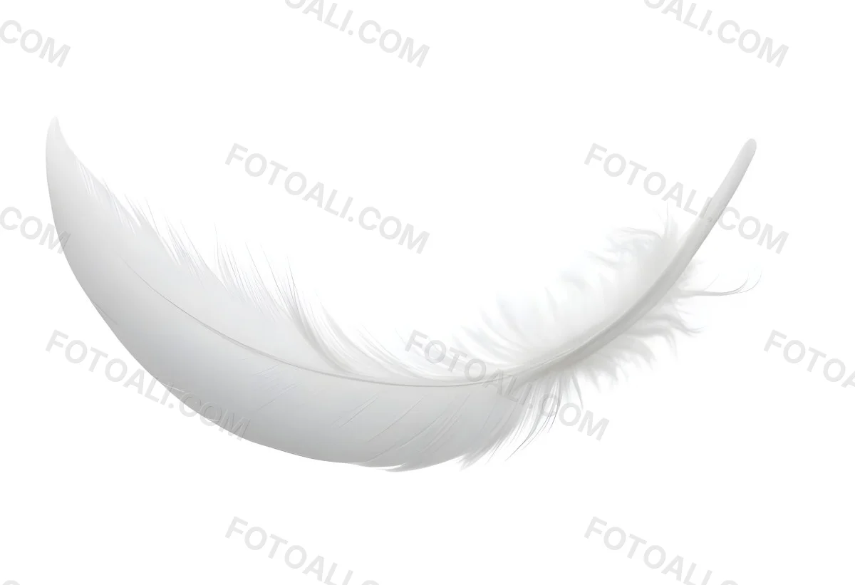 A White Feather With A Curved Shape Soft Texture And Delicate Barbs Floating In A Clean Bright White Background 48 86a8