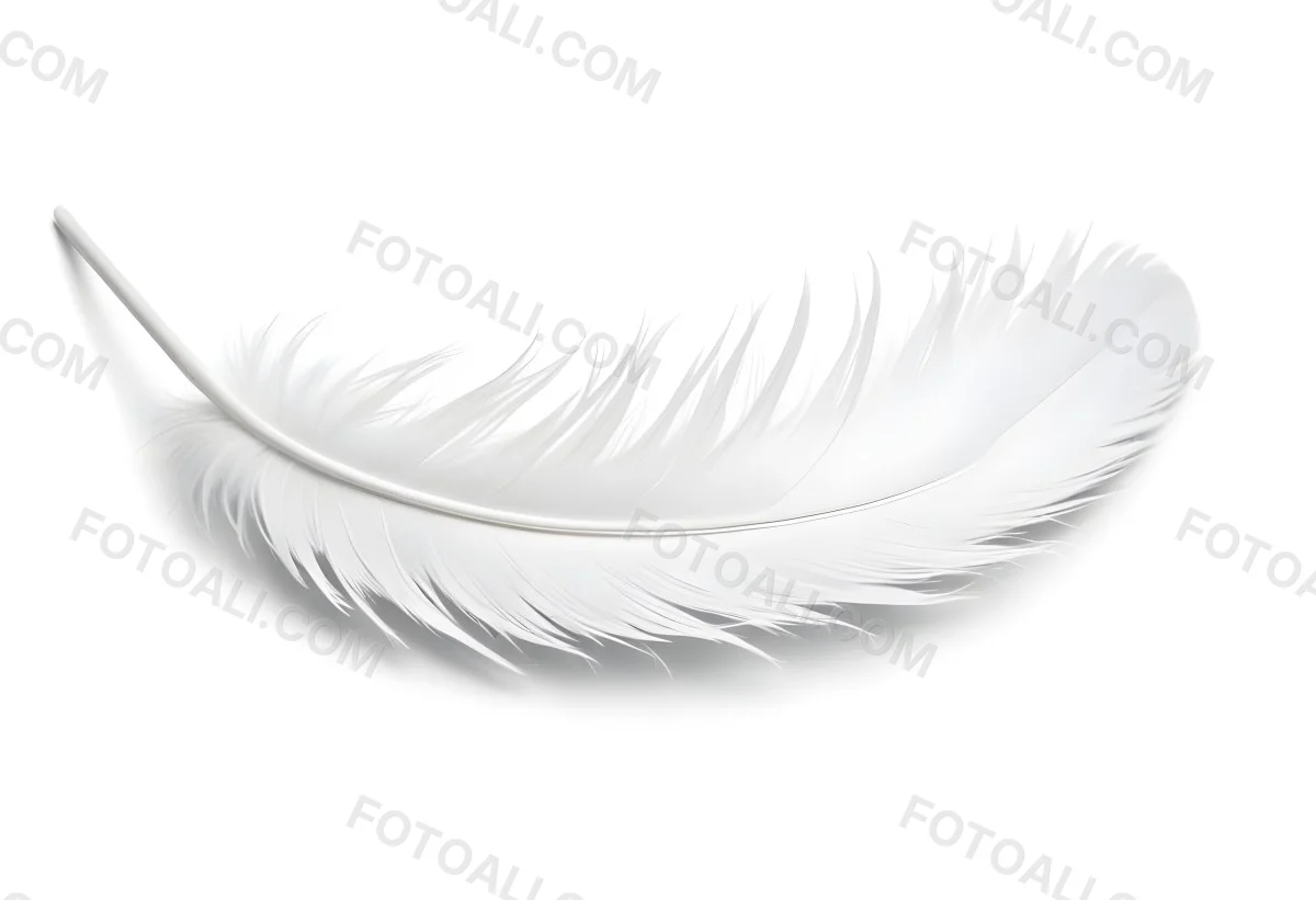 A White Feather With A Curved Shape Soft Texture And Delicate Barbs Floating In A Clean Bright White Background 49 14c1