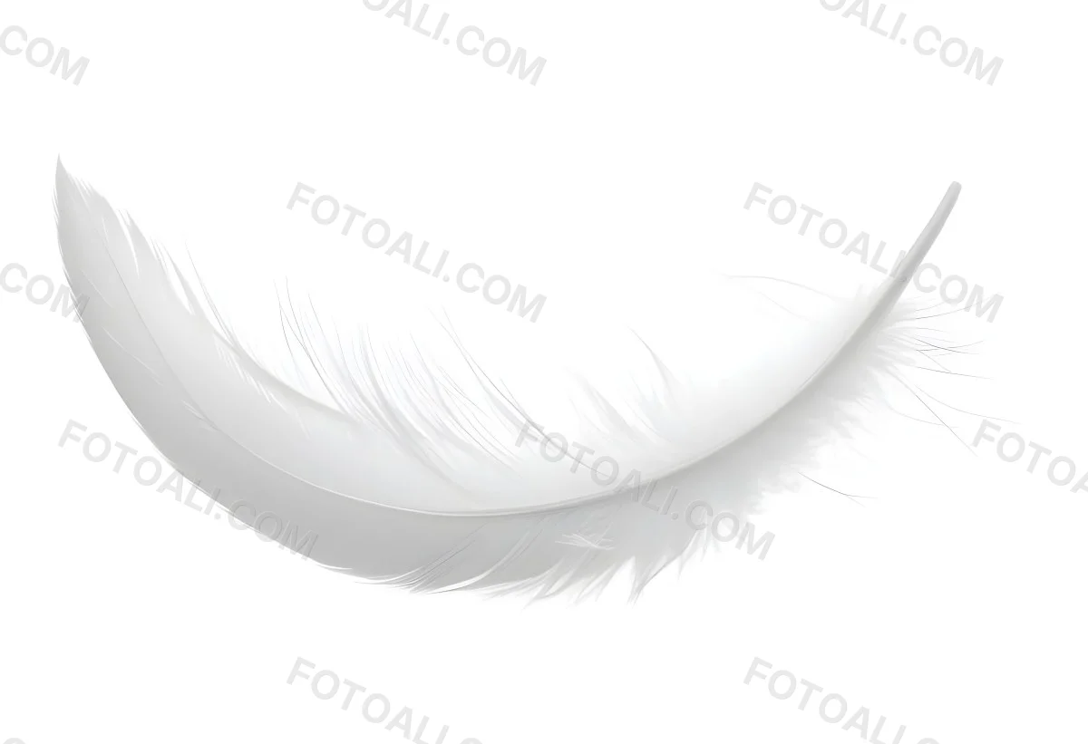 A White Feather With A Curved Shape Soft Texture And Delicate Barbs Floating In A Clean Bright White Background 6 Ffd2