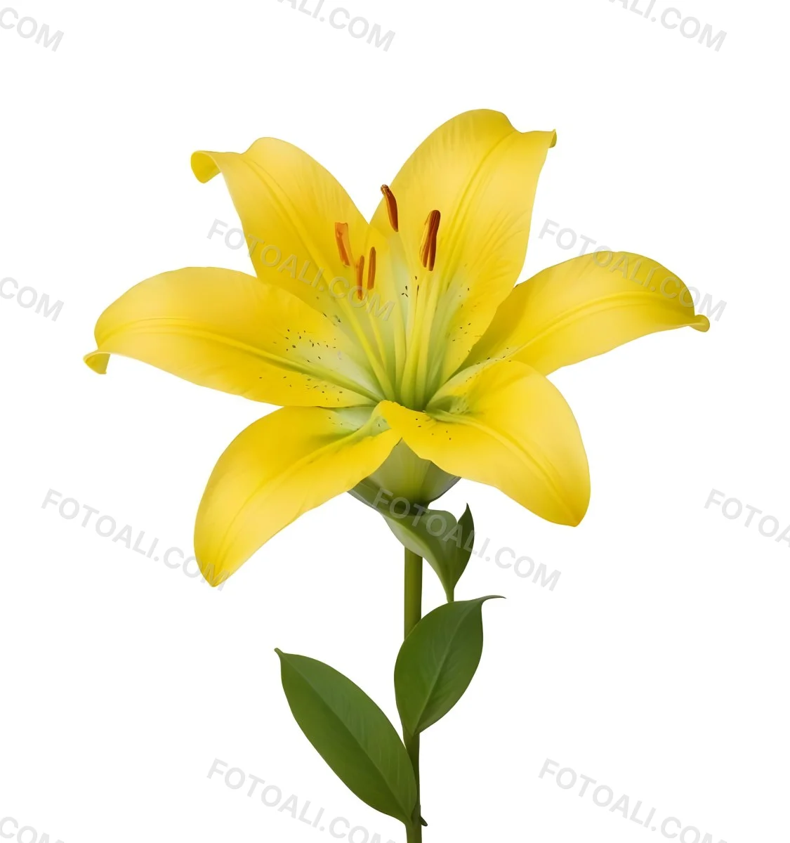 A Yellow Lily Flower With Six Petals White Spots Yellow Stem And Leaves Isolated On A Yellow Background 24 462b