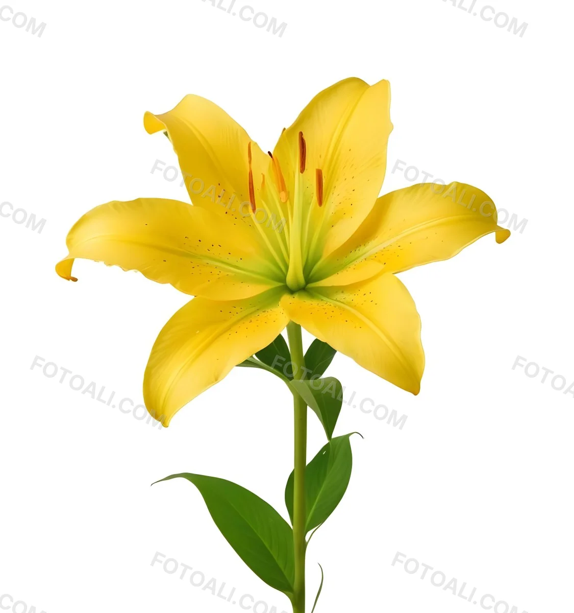 A Yellow Lily Flower With Six Petals White Spots Yellow Stem And Leaves Isolated On A Yellow Background 29 B618