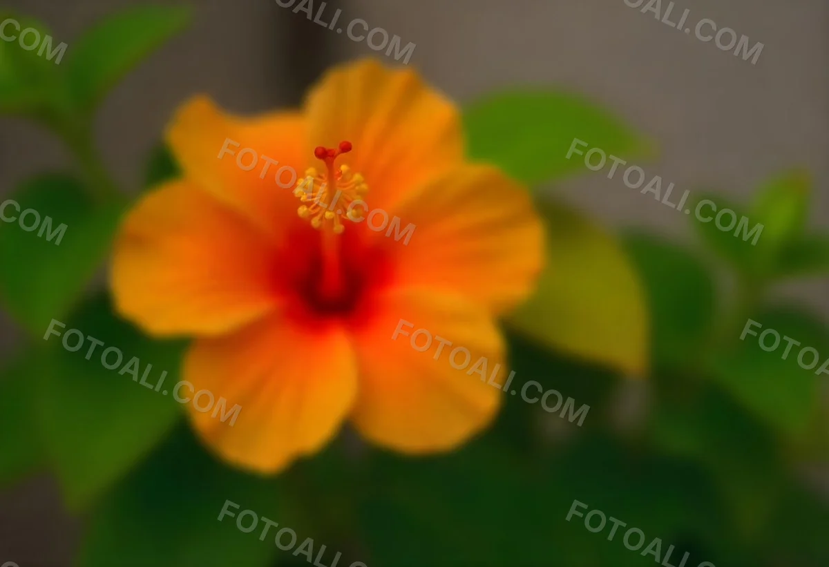 An Orange Hibiscus Flower With Red Center Against A Blurred Green Background 15 77ce