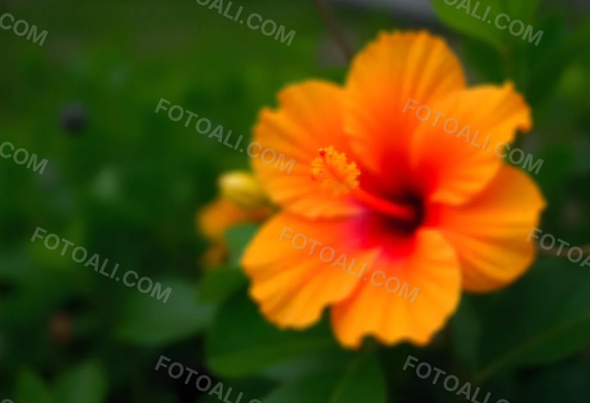 An Orange Hibiscus Flower With Red Center Against A Blurred Green Background 19 B5f3