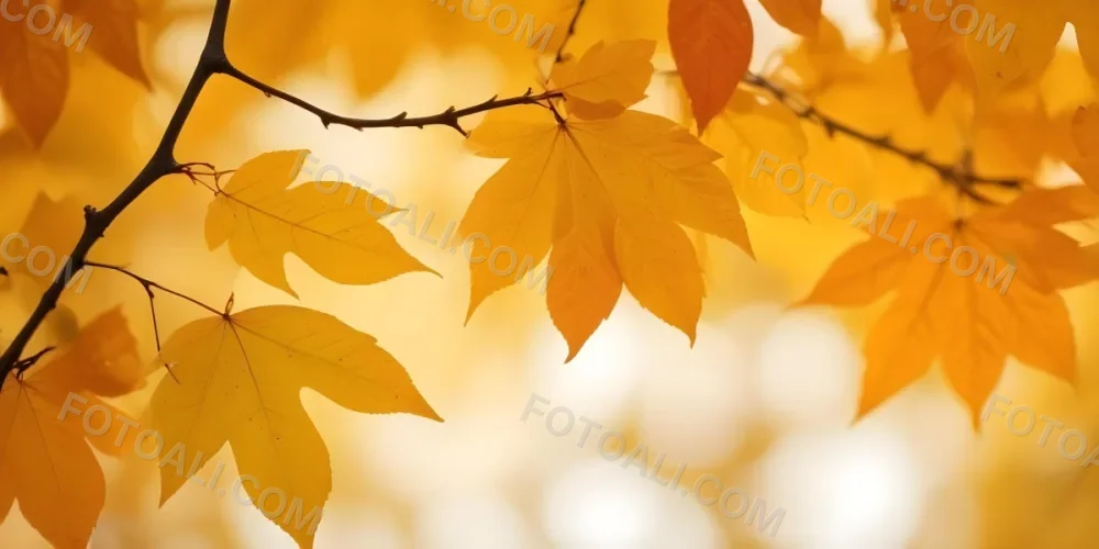 Autumn Leaves On A Branch With Warm Orange And Yellow Colors 9 21fb