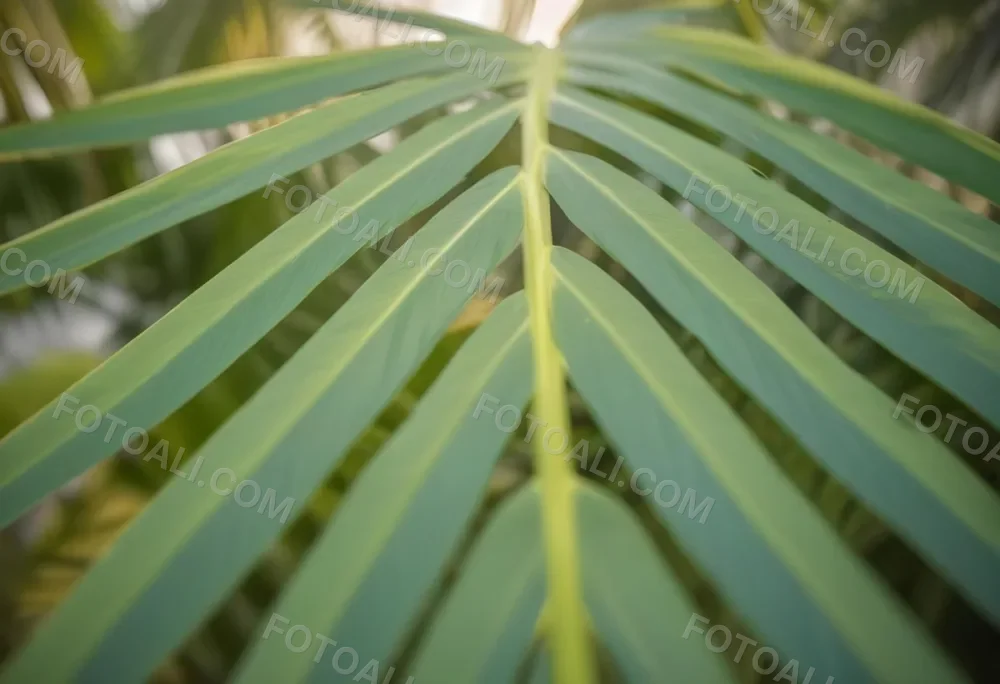 Close Up Of Green Palm Leaves With A Symmetrical Pattern Featuring Yellow Palm Leaves With Asymmetrical Patterns Set Against A Sunset 5 A082