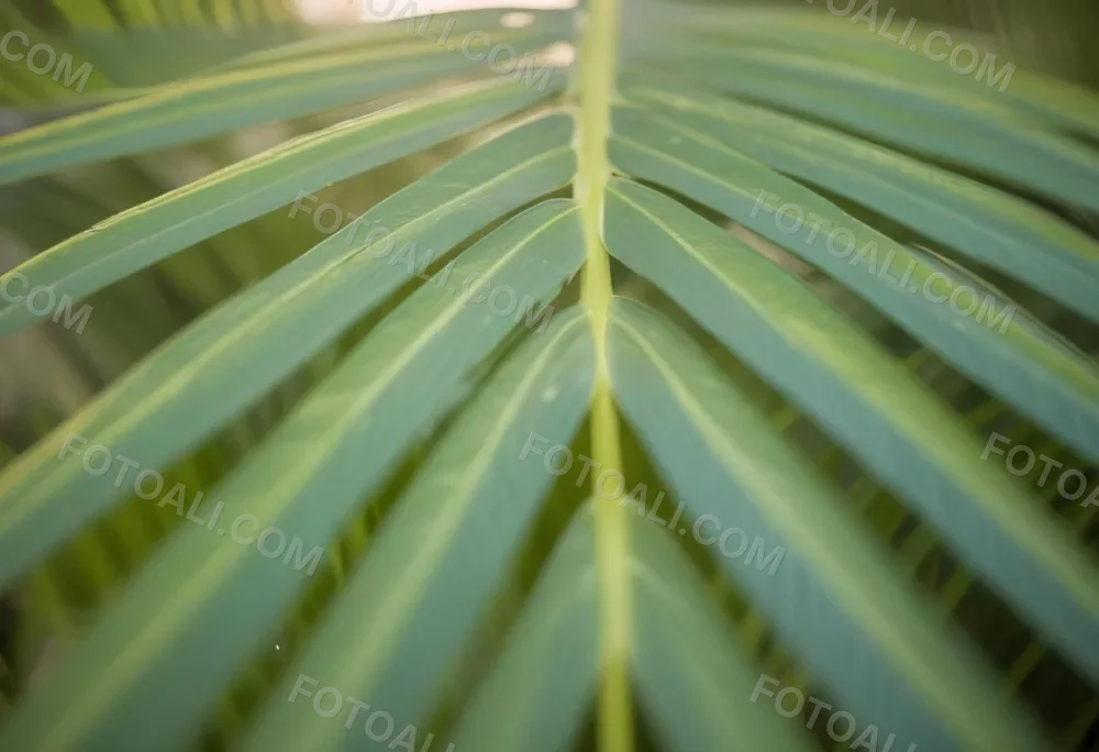 Close Up Of Green Palm Leaves With A Symmetrical Pattern Featuring Yellow Palm Leaves With Asymmetrical Patterns Set Against A Sunset 6 35c4