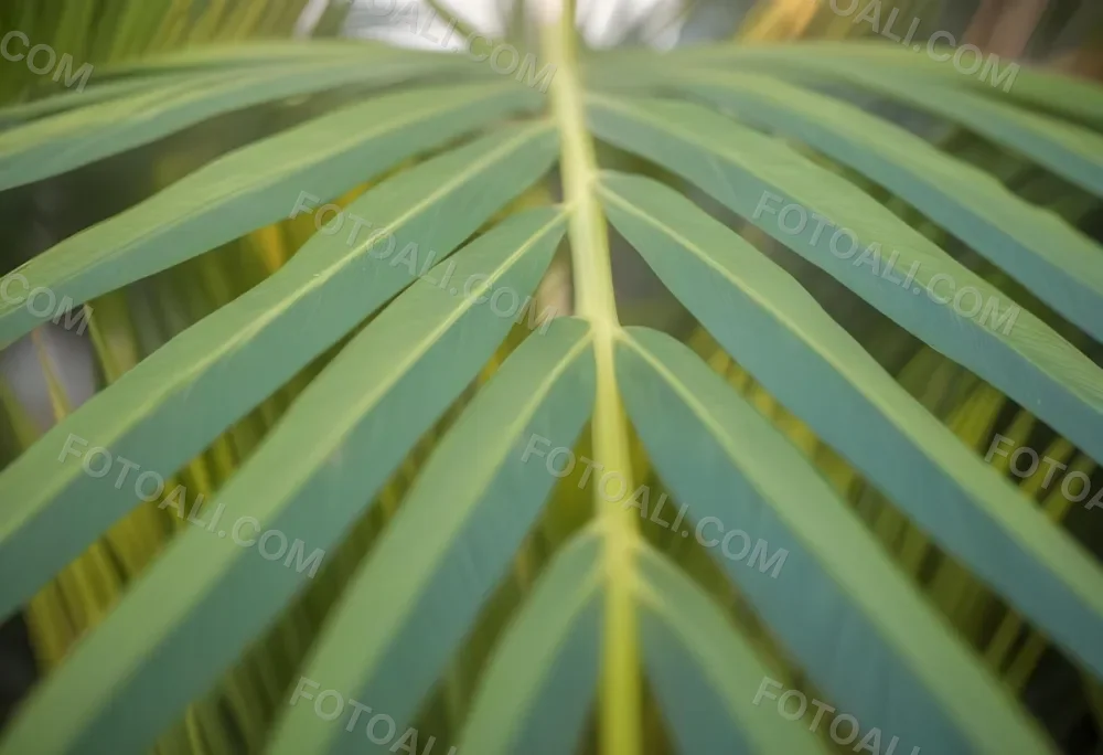 Close Up Of Green Palm Leaves With A Symmetrical Pattern Featuring Yellow Palm Leaves With Asymmetrical Patterns Set Against A Sunset 7 F7a3