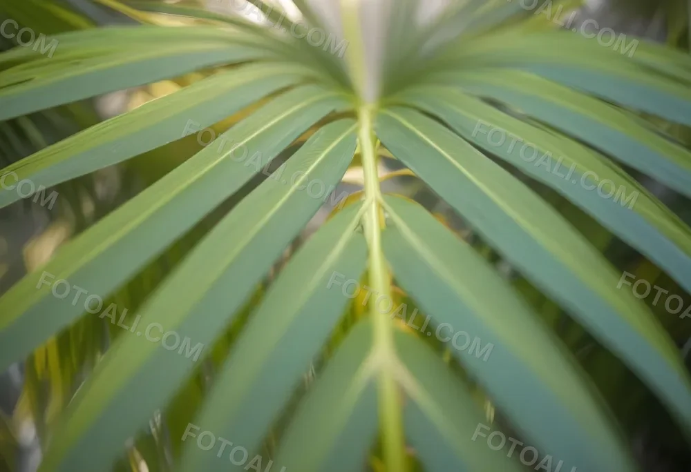 Close Up Of Green Palm Leaves With A Symmetrical Pattern Featuring Yellow Palm Leaves With Asymmetrical Patterns Set Against A Sunset 8 F6e5