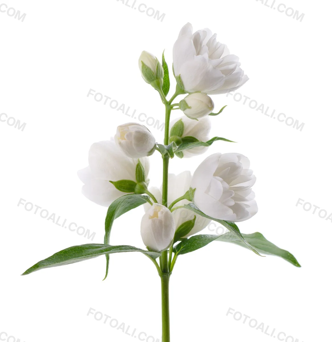 Flowers Vase Isolated White Background 2 8321