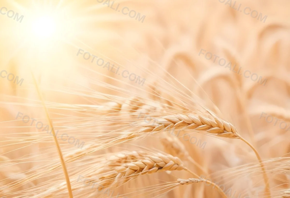 Golden Wheat Stalks Illuminated By Sunlight With A Soft Blurred Background Of More Wheat The Light Creates A Warm Glowing Effect 11 Fdc8