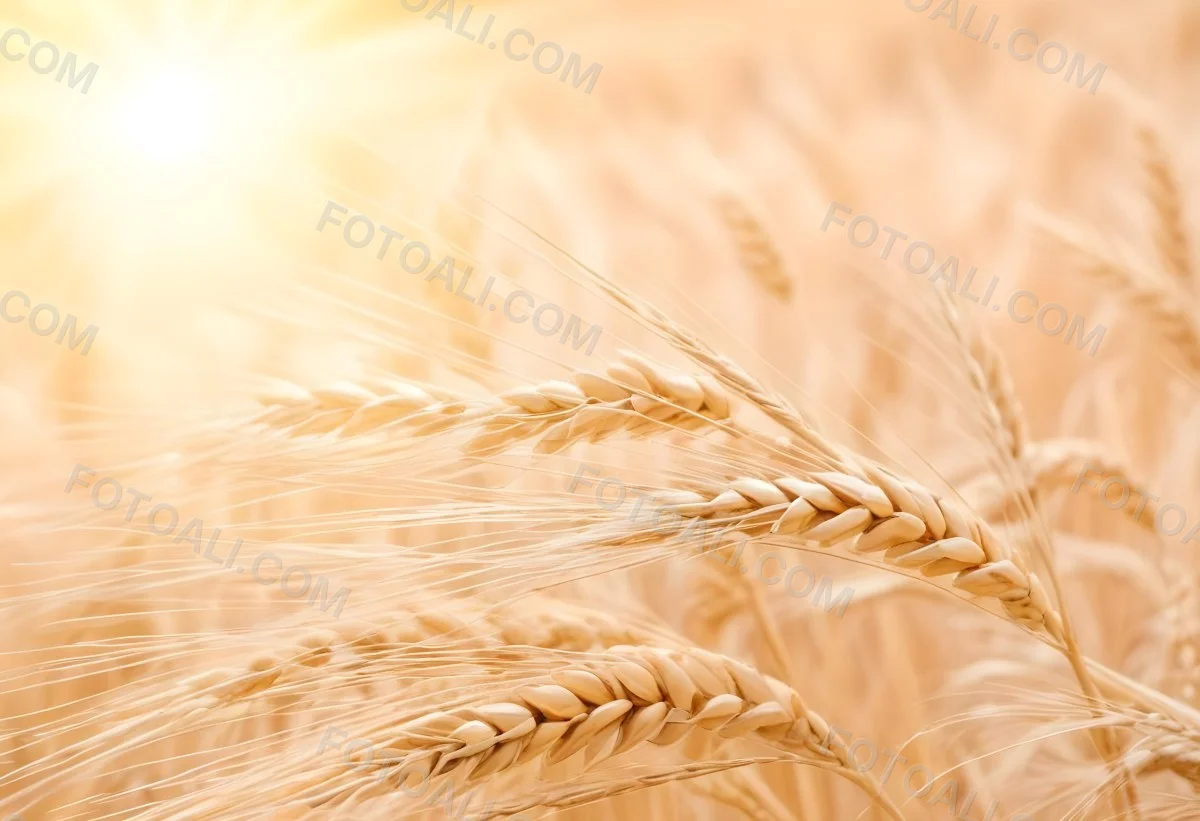 Golden Wheat Stalks Illuminated By Sunlight With A Soft Blurred Background Of More Wheat The Light Creates A Warm Glowing Effect 16 Ed4b