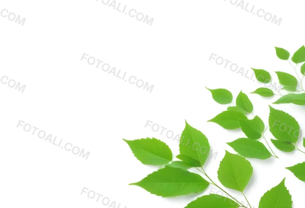 Green And Yellow Leaves Scattered Across A White Background 61 4bb0
