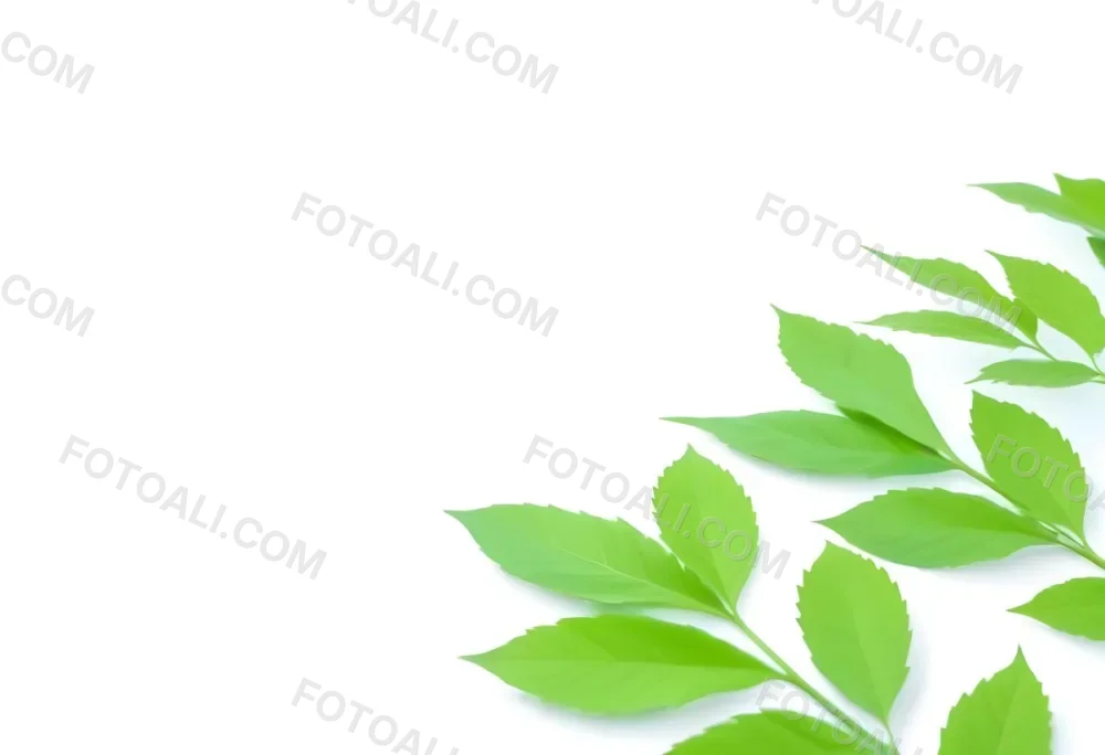 Green And Yellow Leaves Scattered Across A White Background 63 1742