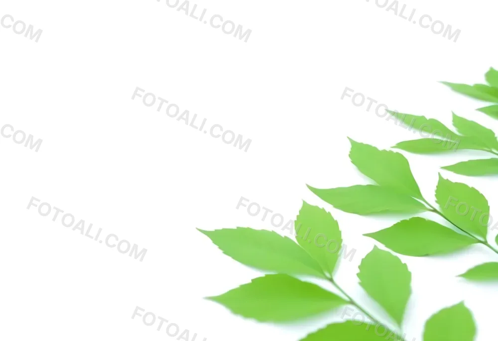 Green And Yellow Leaves Scattered Across A White Background 64 9965