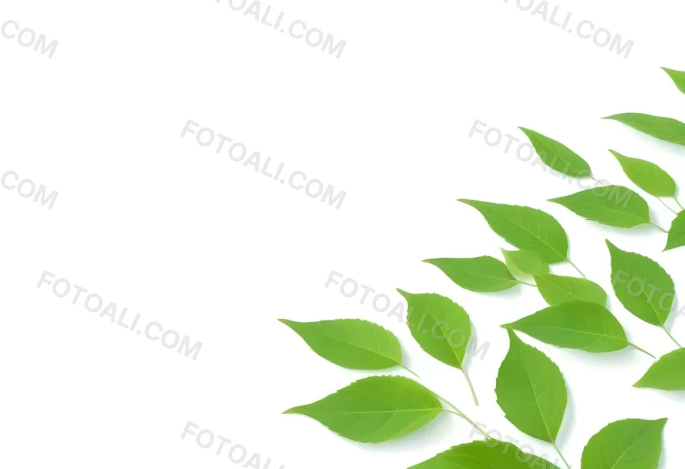 Green And Yellow Leaves Scattered Across A White Background 65 E3da