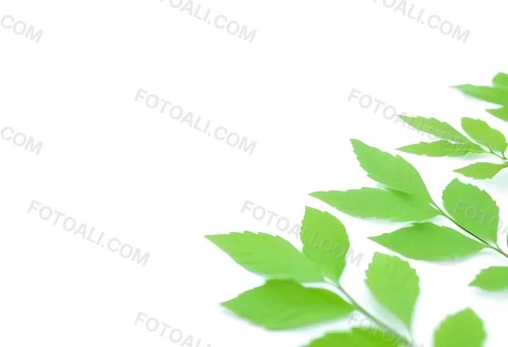 Green And Yellow Leaves Scattered Across A White Background 66 8d81