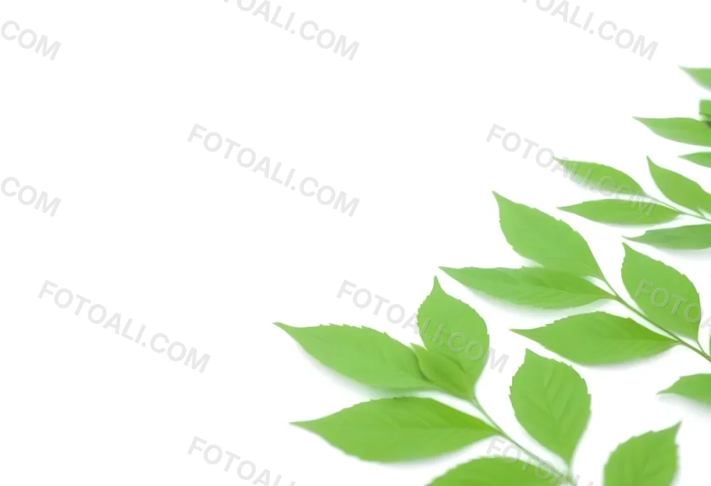 Green And Yellow Leaves Scattered Across A White Background 69 73fb