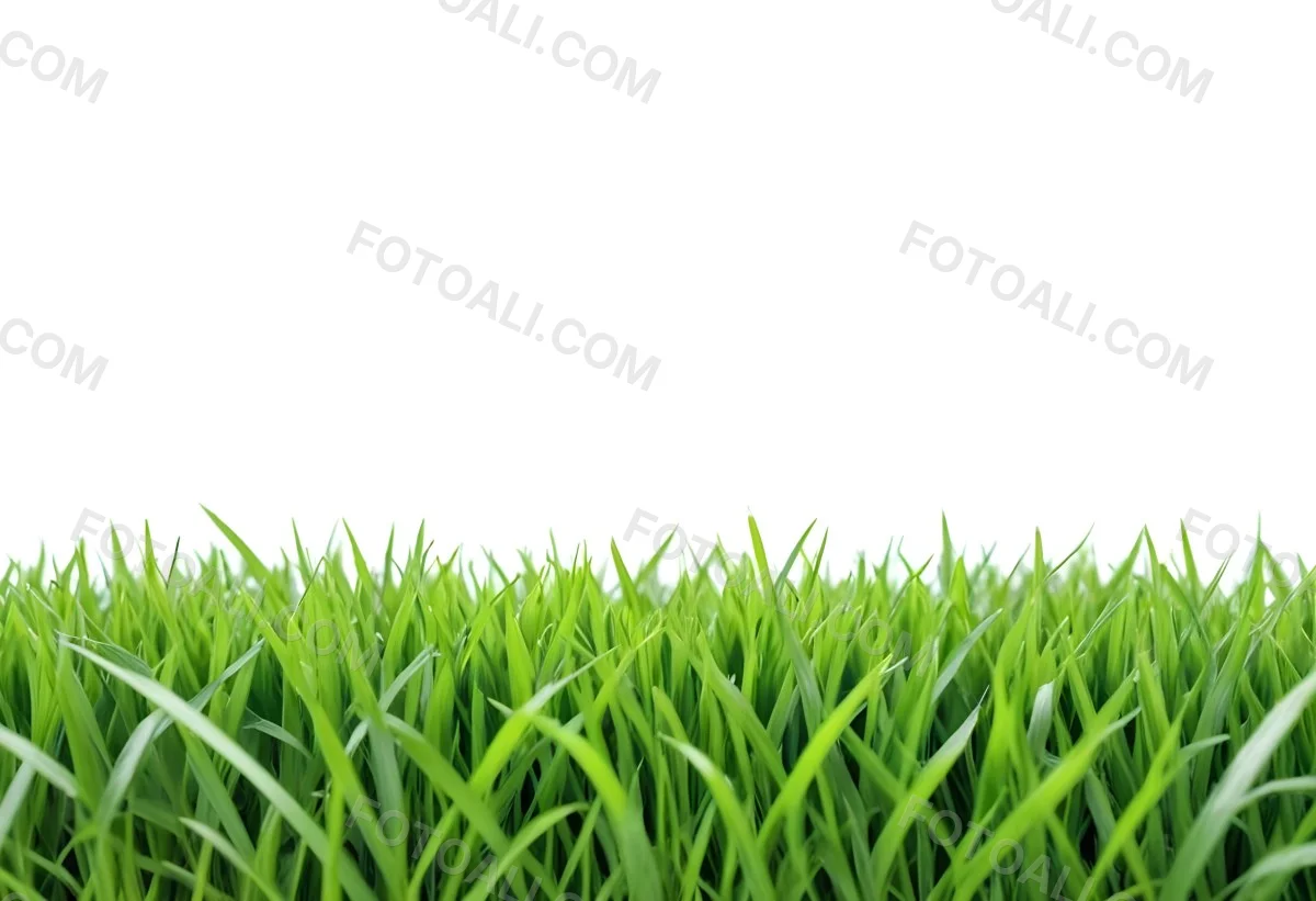 Green Grass Field With A White Background Vibrant Colors Close Up Shot Natural Light Clear Focus Fresh And Lush Appearance Well Maintained Lawn 19 75ae
