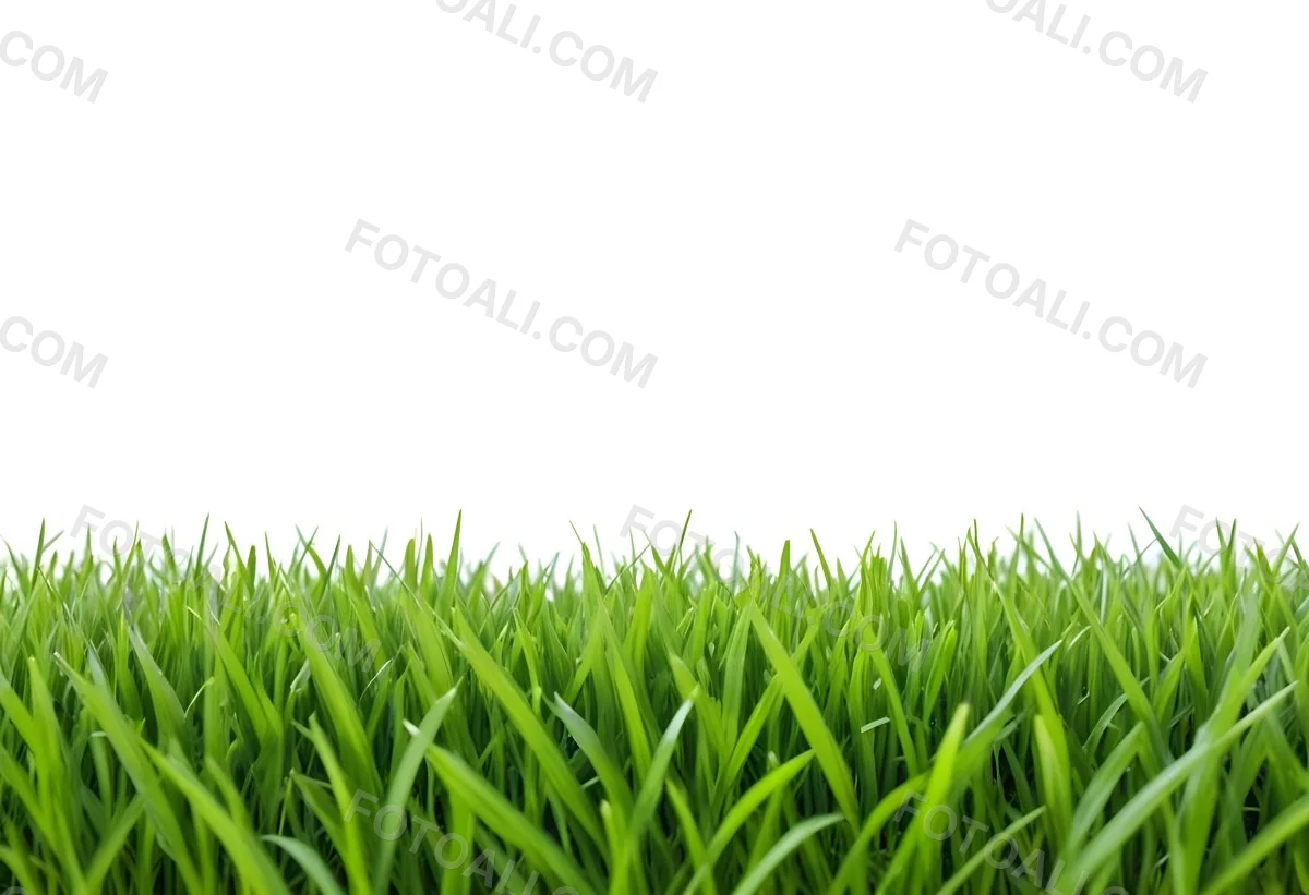 Green Grass Field With A White Background Vibrant Colors Close Up Shot Natural Light Clear Focus Fresh And Lush Appearance Well Maintained Lawn 7 D276