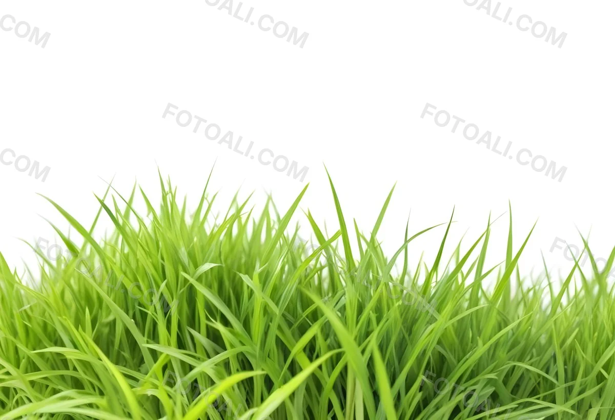Green Grass With A White Background 10 B7e8