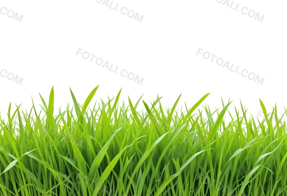 Green Grass With A White Background 24 E204
