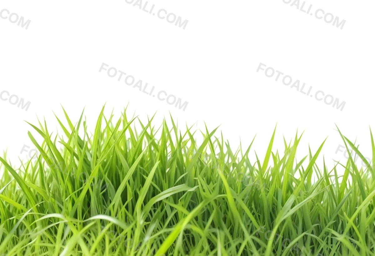 Green Grass With A White Background 4 5c02