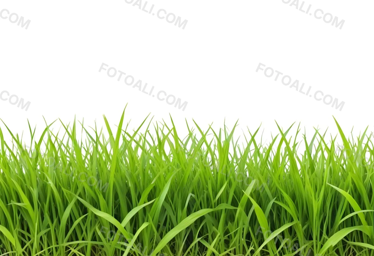Green Grass With A White Background 6 C0a8