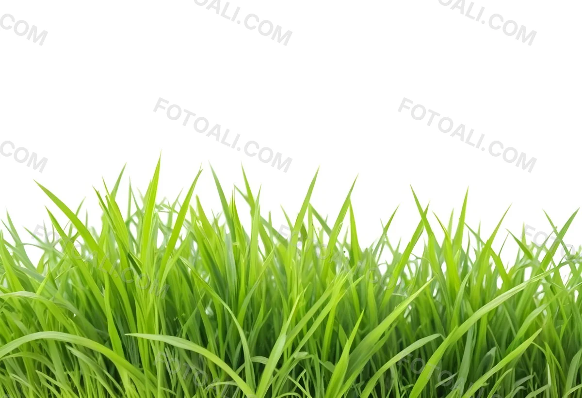 Green Grass With A White Background 8 Ddac