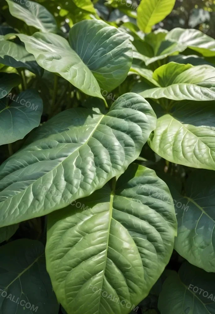 Green Leaves Close Up View Of The Texture And Patterns Of Large Lush Green Leaves With Sunlight Highlighting The Details Against A Blurred Background 7 7e14