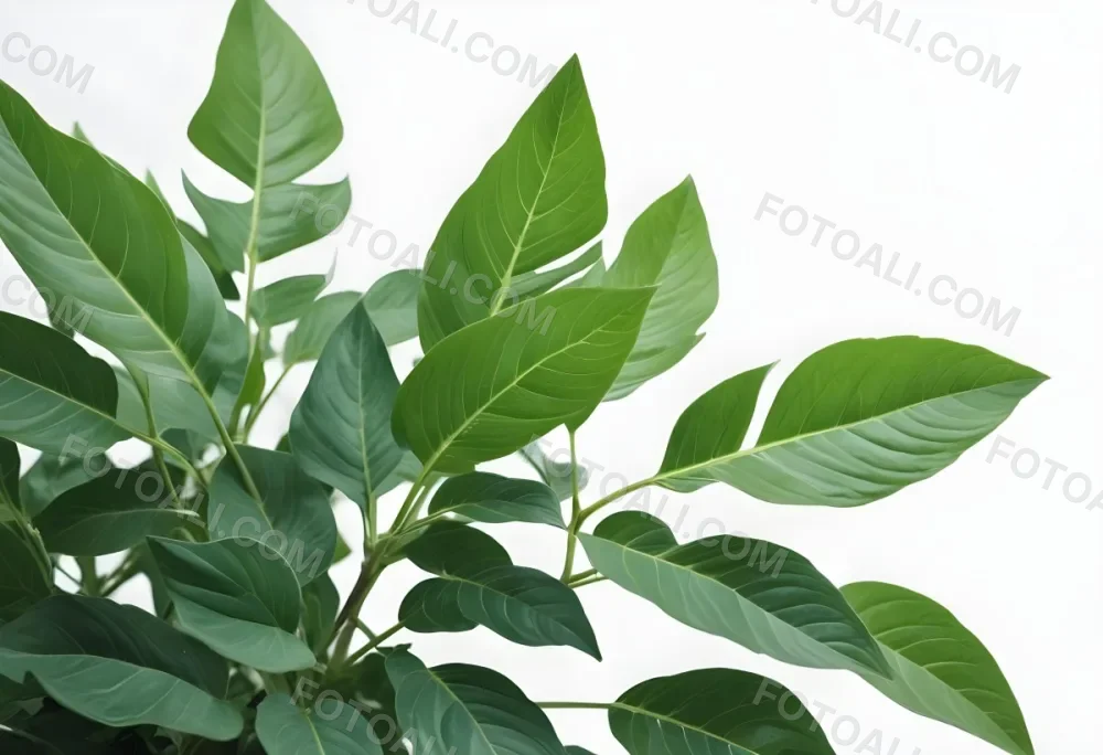 Green Leaves Of A Plant Against A White Background 7 E052