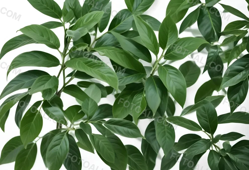 Green Leaves Of A Plant Against A White Background 9 Ca25
