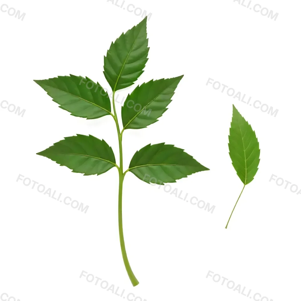 Green Leaves On A Branch With A Single Leaf Next To It Isolated On A White Background Studio Shot Natural Light 11 Cb19
