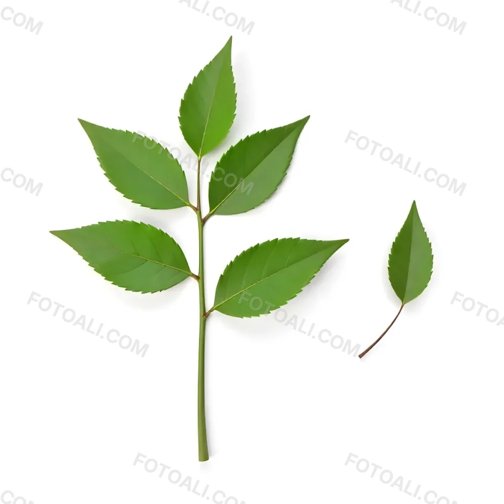 Green Leaves On A Branch With A Single Leaf Next To It Isolated On A White Background Studio Shot Natural Light 17 40f4