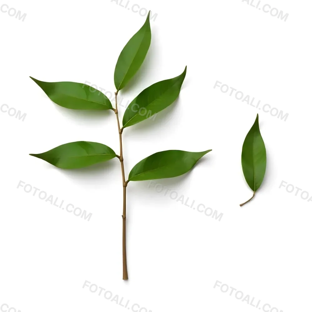 Green Leaves On A Branch With A Single Leaf Next To It Isolated On A White Background Studio Shot Natural Light 2 28ce