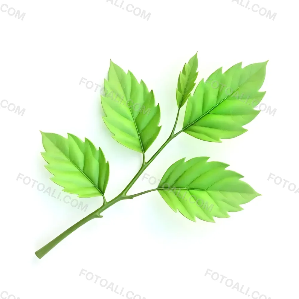 Green Leaves On A Branch With A Single Leaf Next To It Isolated On A White Background Studio Shot Natural Light 22 B03c