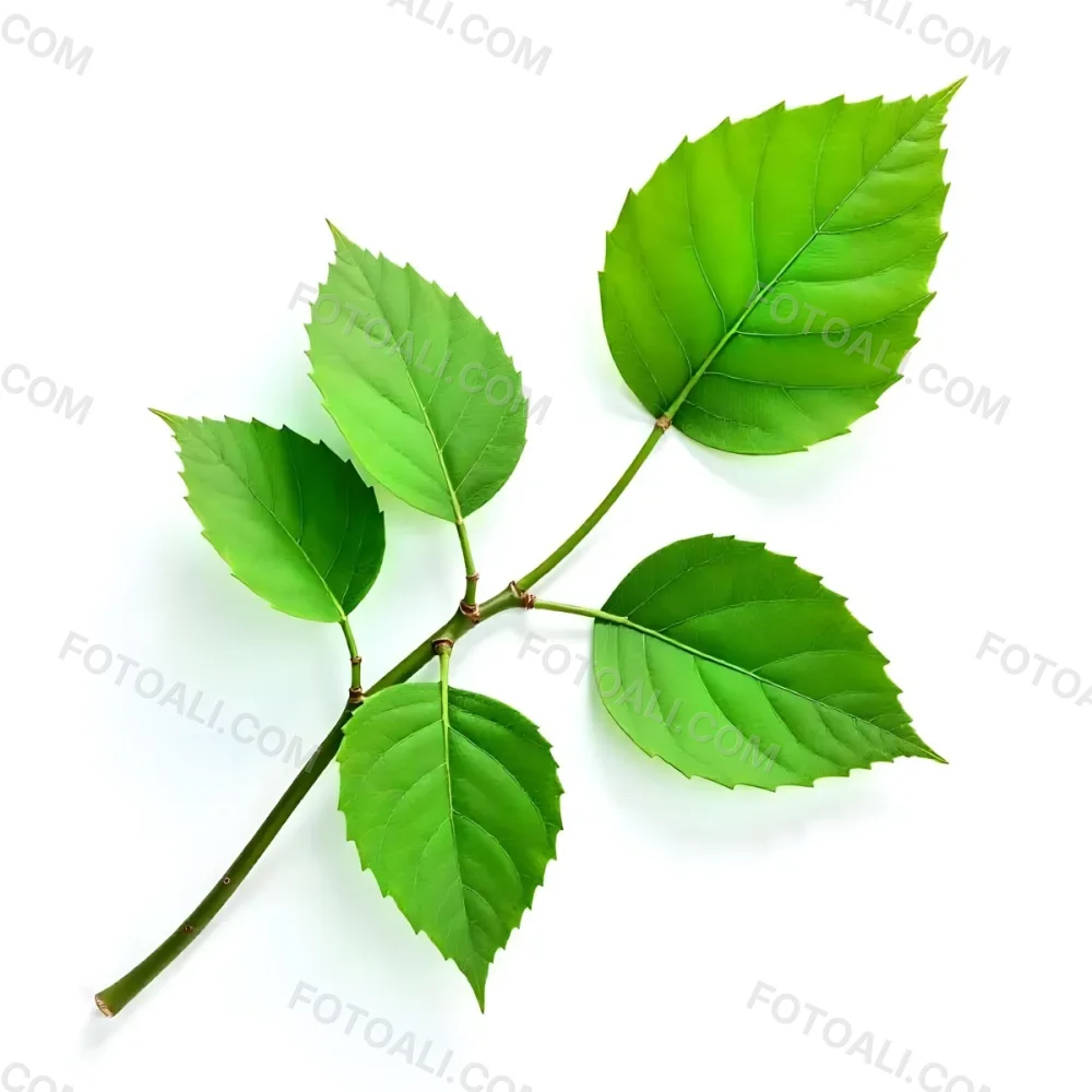 Green Leaves On A Branch With A Single Leaf Next To It Isolated On A White Background Studio Shot Natural Light 23 75c4