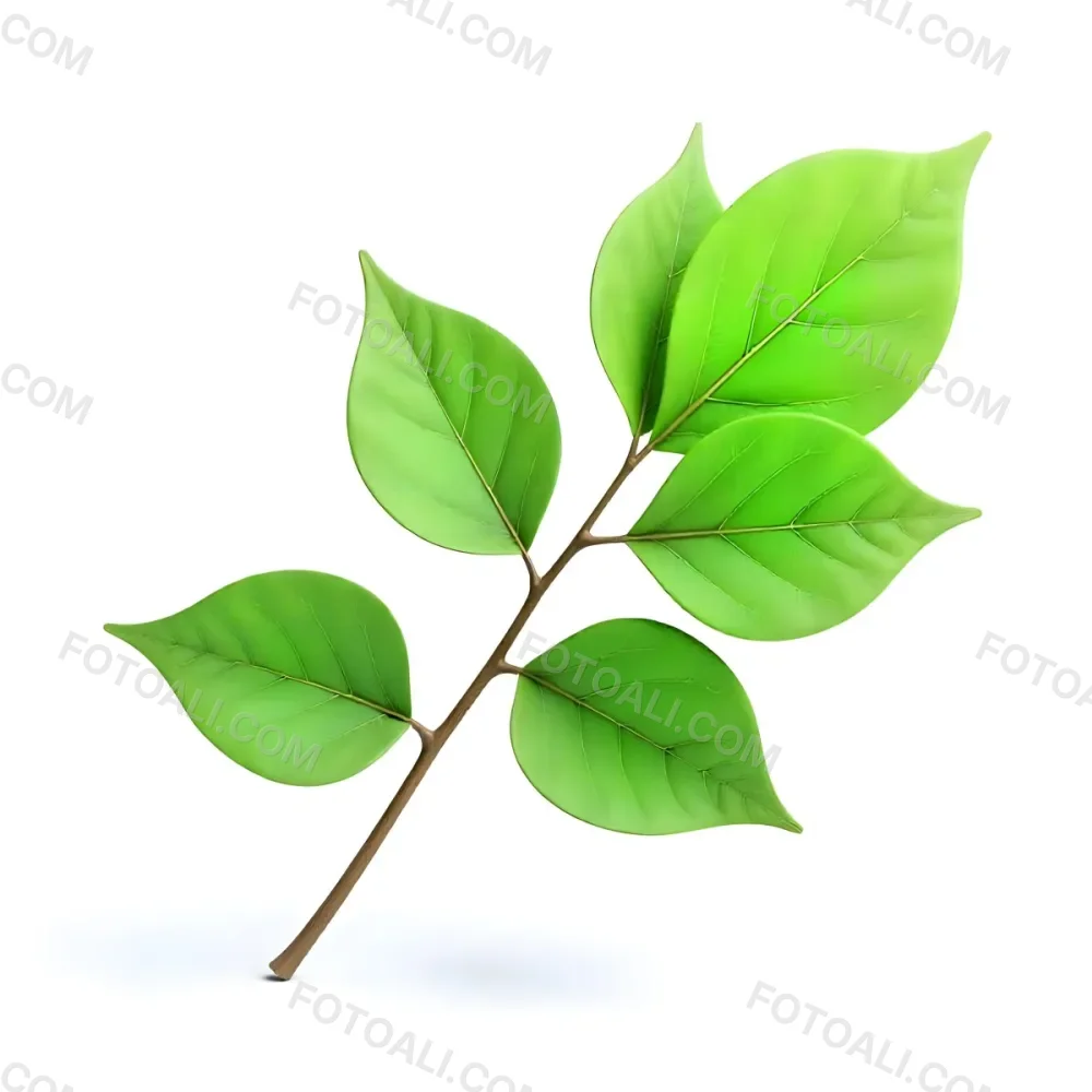 Green Leaves On A Branch With A Single Leaf Next To It Isolated On A White Background Studio Shot Natural Light 3 7b98