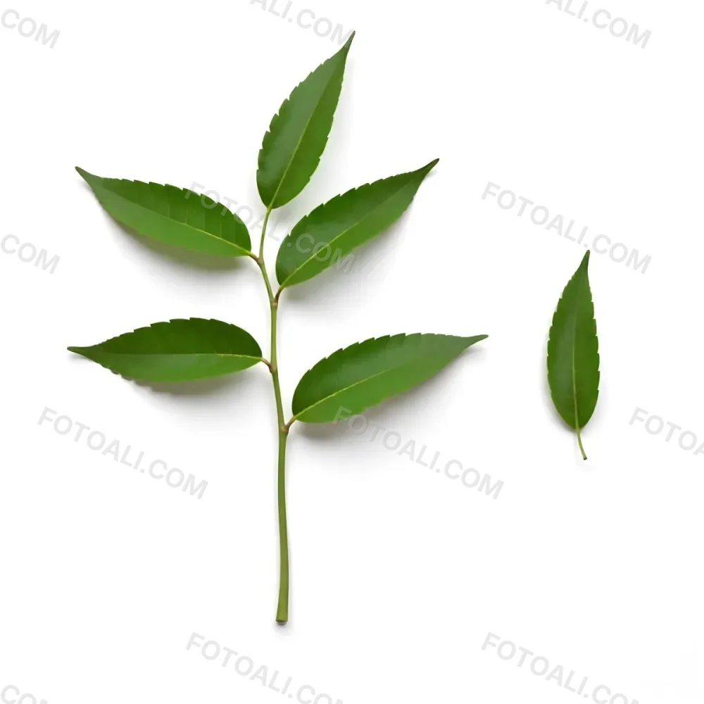 Green Leaves On A Branch With A Single Leaf Next To It Isolated On A White Background Studio Shot Natural Light 4 9516