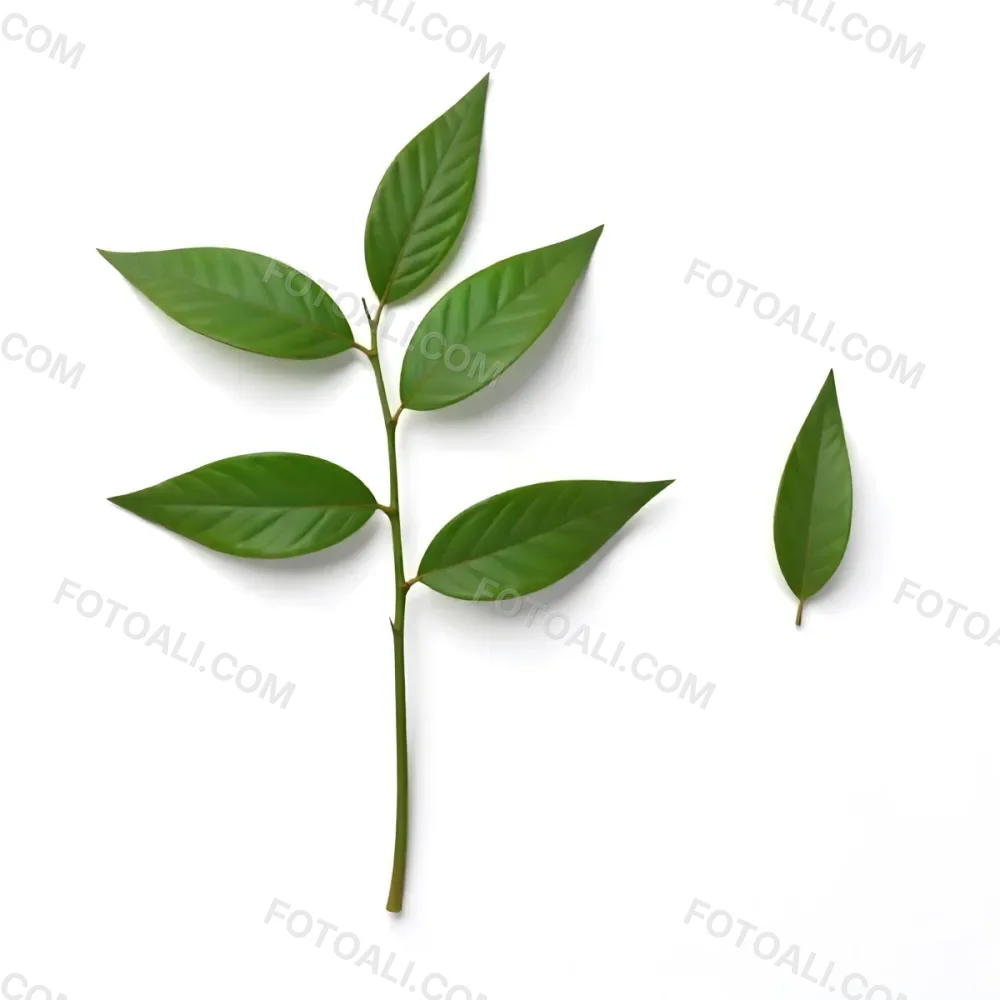 Green Leaves On A Branch With A Single Leaf Next To It Isolated On A White Background Studio Shot Natural Light 6 Ec82