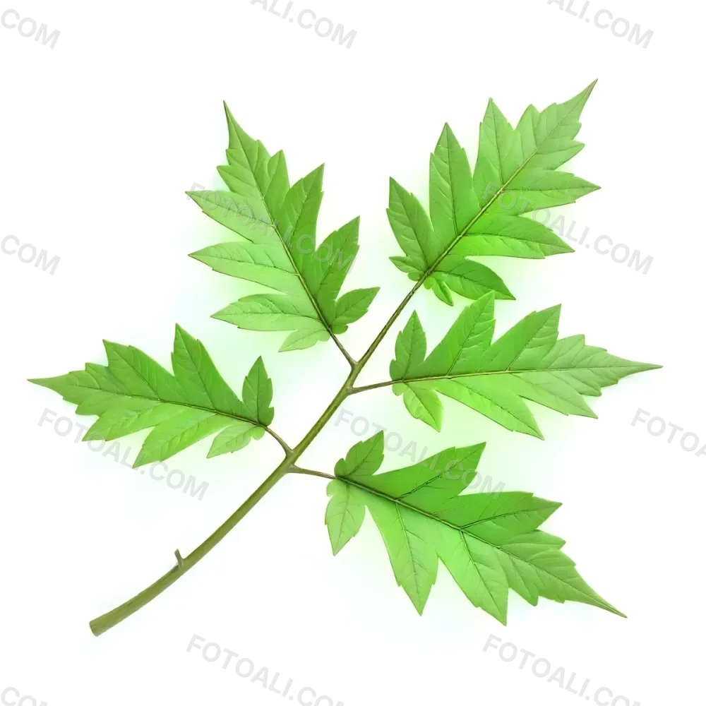Green Leaves On A Branch With A Single Leaf Next To It Isolated On A White Background Studio Shot Natural Light 8 0fe0