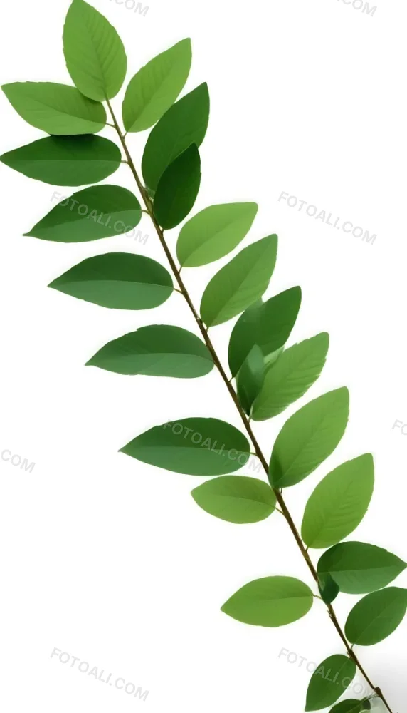Green Leaves On A Branch With Varying Shades Of Green And Different Leaf Shapes And Sizes 14 6bf1