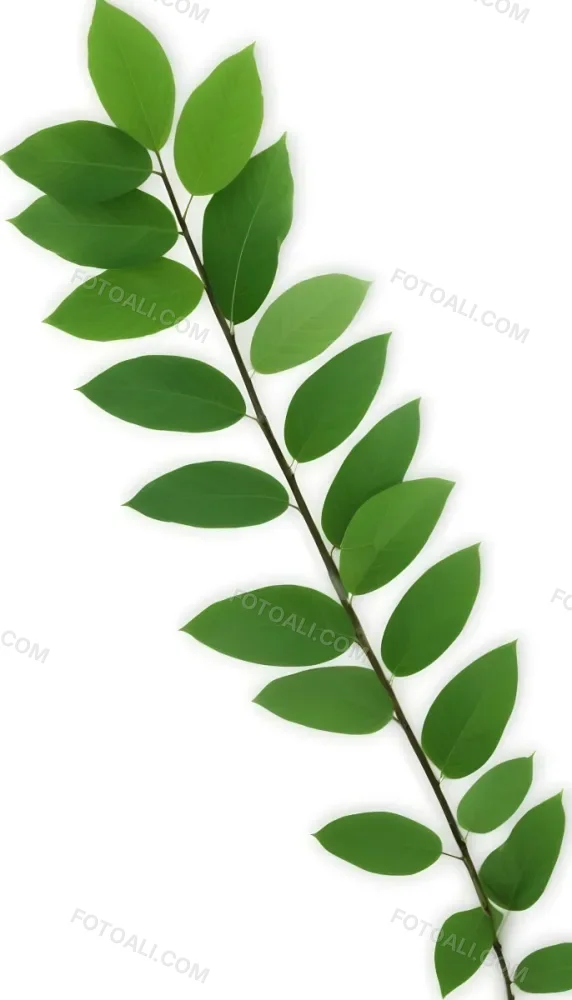 Green Leaves On A Branch With Varying Shades Of Green And Different Leaf Shapes And Sizes 17 E57c