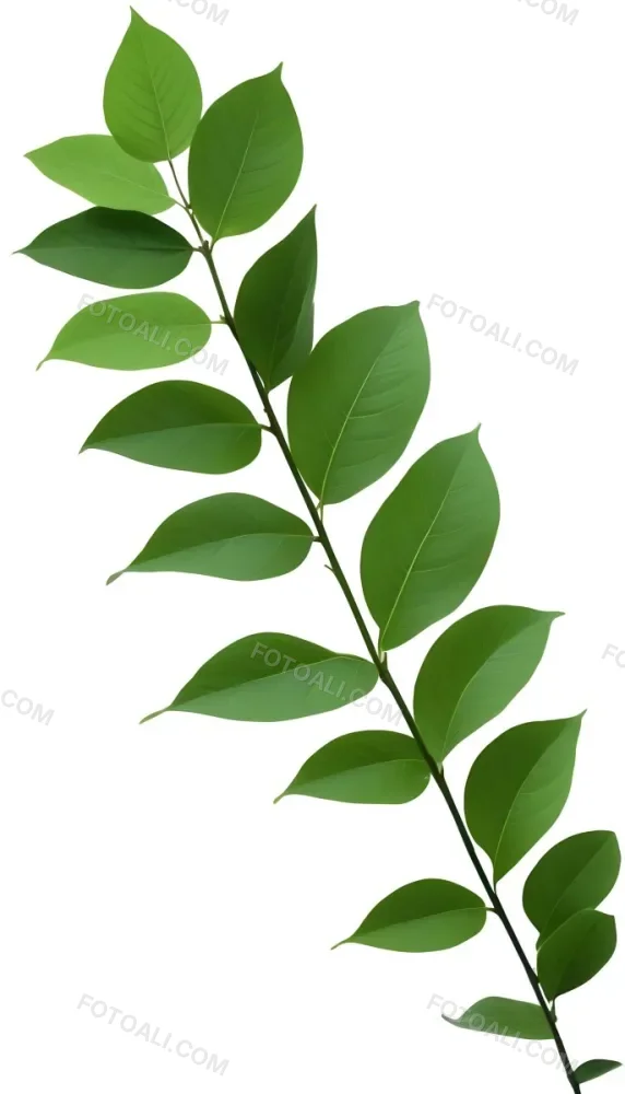 Green Leaves On A Branch With Varying Shades Of Green And Different Leaf Shapes And Sizes 18 Dc08